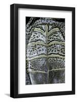 Malaclemys Terrapin Centrata (Diamondback Terrapin)-Paul Starosta-Framed Photographic Print