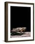 Malacochersus Tornieri (Pancake Tortoise)-Paul Starosta-Framed Photographic Print