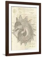 Malacology I-Stephanie Monahan-Framed Giclee Print