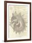 Malacology I-Stephanie Monahan-Framed Giclee Print