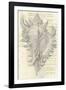 Malacology II-Stephanie Monahan-Framed Giclee Print