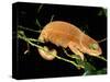 Malagasy Chameleon on Branch, Montagne d'Ambre National Park, Madagascar-Pete Oxford-Stretched Canvas