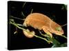 Malagasy Chameleon on Branch, Montagne d'Ambre National Park, Madagascar-Pete Oxford-Stretched Canvas