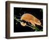 Malagasy Chameleon on Branch, Montagne d'Ambre National Park, Madagascar-Pete Oxford-Framed Photographic Print