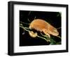 Malagasy Chameleon on Branch, Montagne d'Ambre National Park, Madagascar-Pete Oxford-Framed Photographic Print