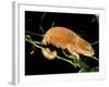 Malagasy Chameleon on Branch, Montagne d'Ambre National Park, Madagascar-Pete Oxford-Framed Photographic Print