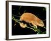 Malagasy Chameleon on Branch, Montagne d'Ambre National Park, Madagascar-Pete Oxford-Framed Photographic Print