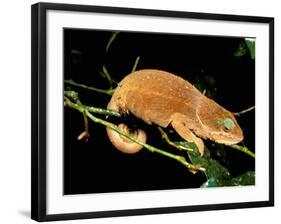 Malagasy Chameleon on Branch, Montagne d'Ambre National Park, Madagascar-Pete Oxford-Framed Photographic Print