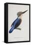 Malagasy Kingfisher, Aleedo Vintsioides-Cyrille Pierre Theodore Laplace-Framed Stretched Canvas