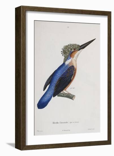 Malagasy Kingfisher, Aleedo Vintsioides-Cyrille Pierre Theodore Laplace-Framed Giclee Print