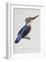 Malagasy Kingfisher, Aleedo Vintsioides-Cyrille Pierre Theodore Laplace-Framed Giclee Print