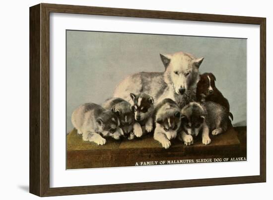 Malamute Family-null-Framed Art Print