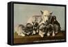 Malamute Family-null-Framed Stretched Canvas