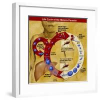 Malaria Parasite Life Cycle-Science Source-Framed Giclee Print