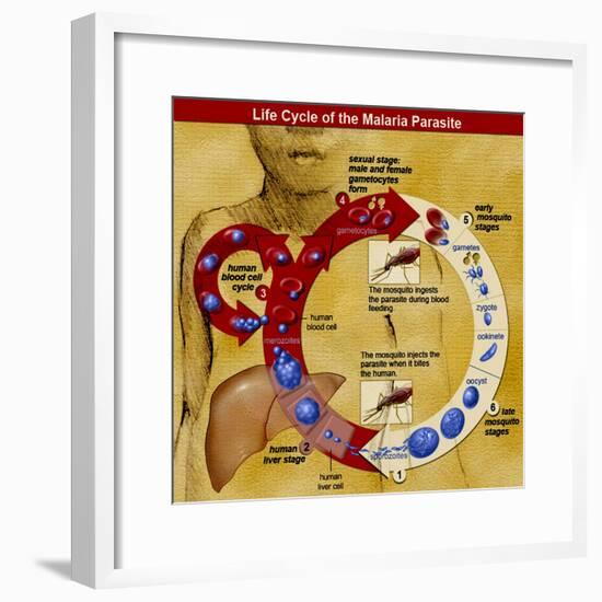 Malaria Parasite Life Cycle-Science Source-Framed Giclee Print