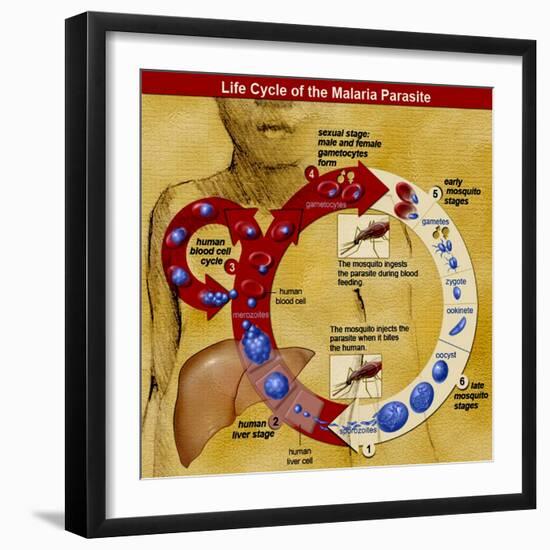 Malaria Parasite Life Cycle-Science Source-Framed Giclee Print