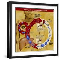 Malaria Parasite Life Cycle-Science Source-Framed Giclee Print