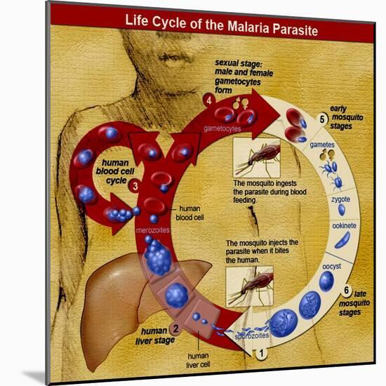 Malaria Parasite Life Cycle-Science Source-Mounted Giclee Print