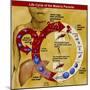 Malaria Parasite Life Cycle-Science Source-Mounted Giclee Print