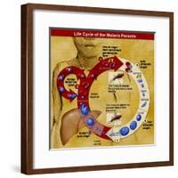 Malaria Parasite Life Cycle-Science Source-Framed Giclee Print