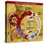 Malaria Parasite Life Cycle-Science Source-Stretched Canvas