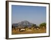 Malawi, Dedza, Grass-Roofed Houses in a Rural Village in the Dedza Region-John Warburton-lee-Framed Photographic Print