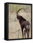 Malawi, Majete Wildlife Reserve, Male Sable Antelope in the Brachystegia Woodland-John Warburton-lee-Framed Stretched Canvas