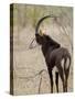 Malawi, Majete Wildlife Reserve, Male Sable Antelope in the Brachystegia Woodland-John Warburton-lee-Stretched Canvas