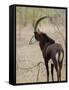 Malawi, Majete Wildlife Reserve, Male Sable Antelope in the Brachystegia Woodland-John Warburton-lee-Framed Stretched Canvas