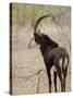 Malawi, Majete Wildlife Reserve, Male Sable Antelope in the Brachystegia Woodland-John Warburton-lee-Stretched Canvas