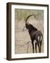 Malawi, Majete Wildlife Reserve, Male Sable Antelope in the Brachystegia Woodland-John Warburton-lee-Framed Photographic Print