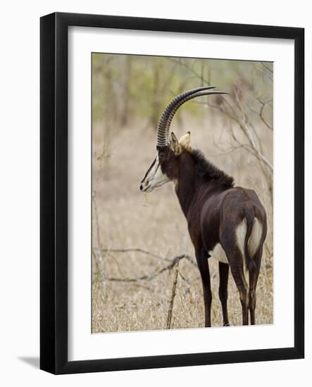 Malawi, Majete Wildlife Reserve, Male Sable Antelope in the Brachystegia Woodland-John Warburton-lee-Framed Photographic Print