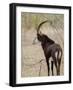 Malawi, Majete Wildlife Reserve, Male Sable Antelope in the Brachystegia Woodland-John Warburton-lee-Framed Photographic Print