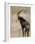 Malawi, Majete Wildlife Reserve, Male Sable Antelope in the Brachystegia Woodland-John Warburton-lee-Framed Photographic Print