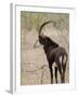 Malawi, Majete Wildlife Reserve, Male Sable Antelope in the Brachystegia Woodland-John Warburton-lee-Framed Photographic Print