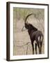 Malawi, Majete Wildlife Reserve, Male Sable Antelope in the Brachystegia Woodland-John Warburton-lee-Framed Photographic Print