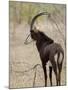 Malawi, Majete Wildlife Reserve, Male Sable Antelope in the Brachystegia Woodland-John Warburton-lee-Mounted Photographic Print