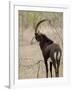 Malawi, Majete Wildlife Reserve, Male Sable Antelope in the Brachystegia Woodland-John Warburton-lee-Framed Photographic Print