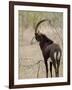 Malawi, Majete Wildlife Reserve, Male Sable Antelope in the Brachystegia Woodland-John Warburton-lee-Framed Photographic Print