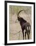 Malawi, Majete Wildlife Reserve, Male Sable Antelope in the Brachystegia Woodland-John Warburton-lee-Framed Photographic Print