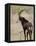 Malawi, Majete Wildlife Reserve, Male Sable Antelope in the Brachystegia Woodland-John Warburton-lee-Framed Stretched Canvas