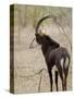 Malawi, Majete Wildlife Reserve, Male Sable Antelope in the Brachystegia Woodland-John Warburton-lee-Stretched Canvas