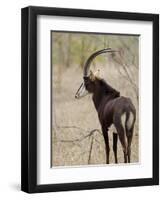 Malawi, Majete Wildlife Reserve, Male Sable Antelope in the Brachystegia Woodland-John Warburton-lee-Framed Photographic Print