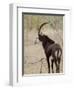 Malawi, Majete Wildlife Reserve, Male Sable Antelope in the Brachystegia Woodland-John Warburton-lee-Framed Photographic Print
