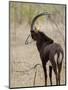 Malawi, Majete Wildlife Reserve, Male Sable Antelope in the Brachystegia Woodland-John Warburton-lee-Mounted Photographic Print