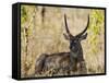 Malawi, Majete Wildlife Reserve, Male Waterbuck in the Brachystegia Woodland-John Warburton-lee-Framed Stretched Canvas