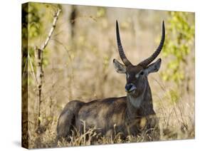 Malawi, Majete Wildlife Reserve, Male Waterbuck in the Brachystegia Woodland-John Warburton-lee-Stretched Canvas