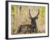 Malawi, Majete Wildlife Reserve, Male Waterbuck in the Brachystegia Woodland-John Warburton-lee-Framed Photographic Print