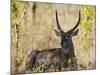 Malawi, Majete Wildlife Reserve, Male Waterbuck in the Brachystegia Woodland-John Warburton-lee-Mounted Photographic Print