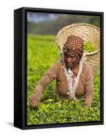 Malawi, Thyolo, Satemwa Tea Estate, a Female Tea Picker Out Plucking Tea-John Warburton-lee-Framed Stretched Canvas